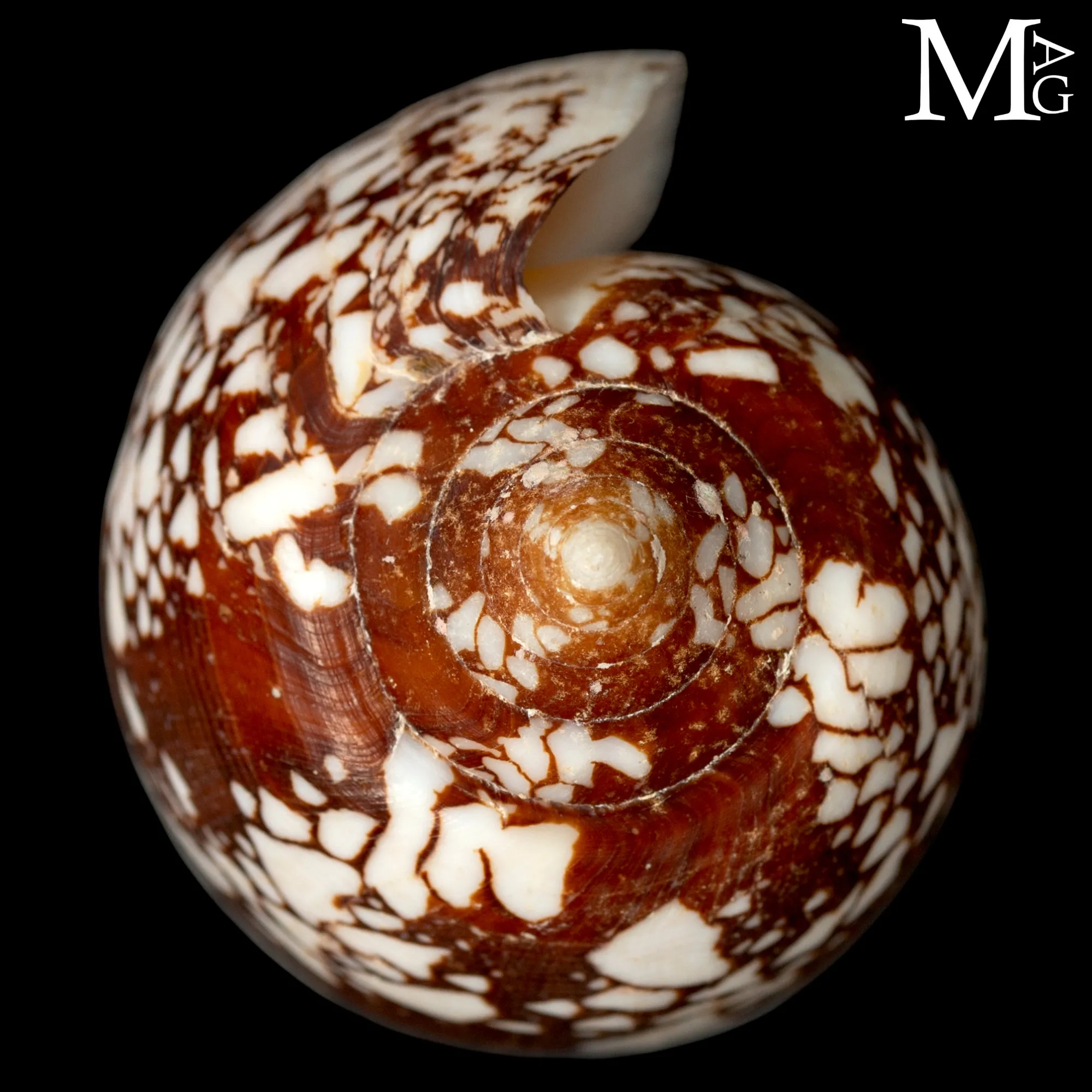 Conus Aulicus f. Propenudus - CAP-01